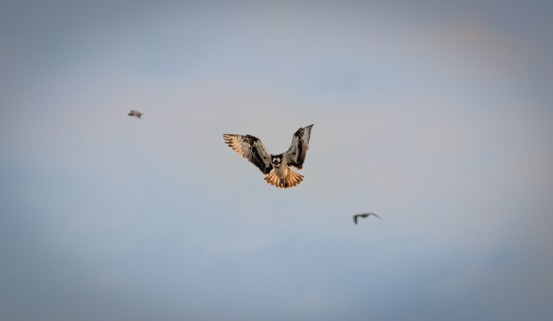 Osprey Hovering