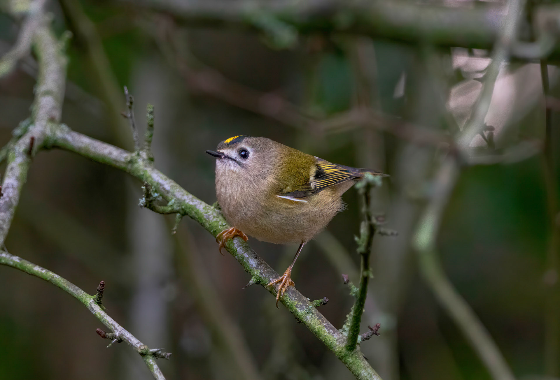 Goldcrest