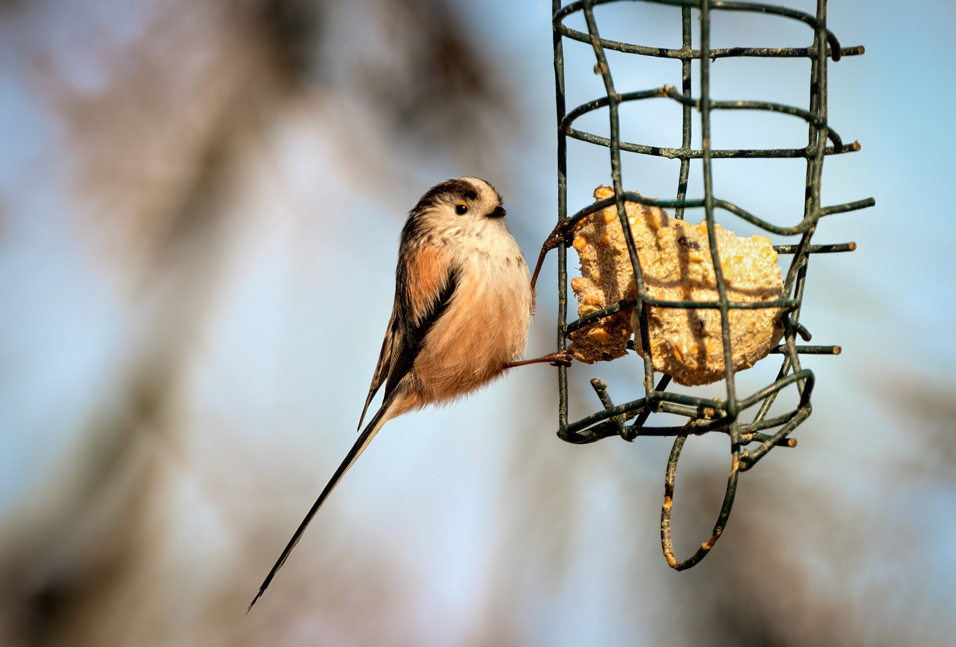 Long Tailed Tit, Haggered Feeder