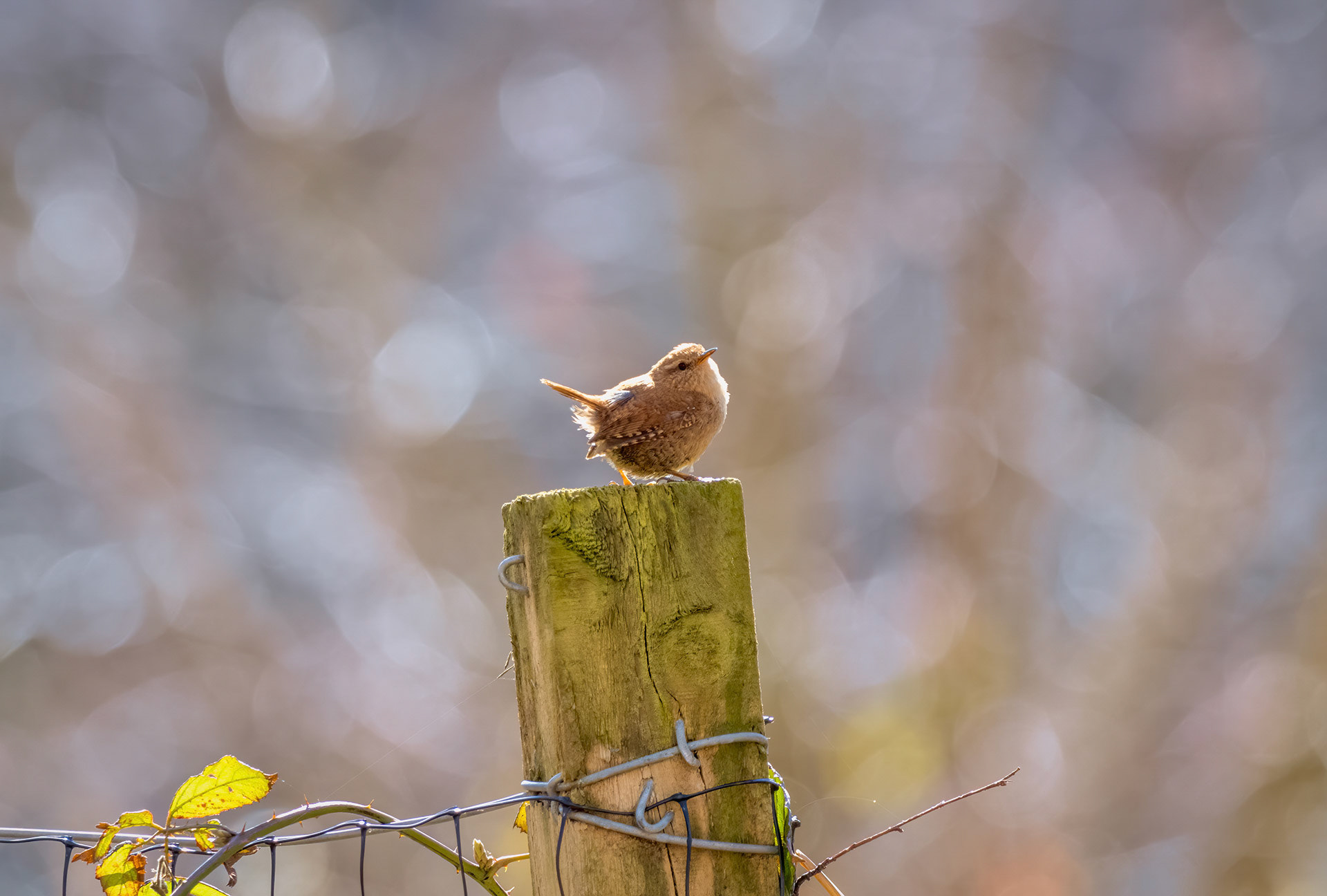 Sunny Wren