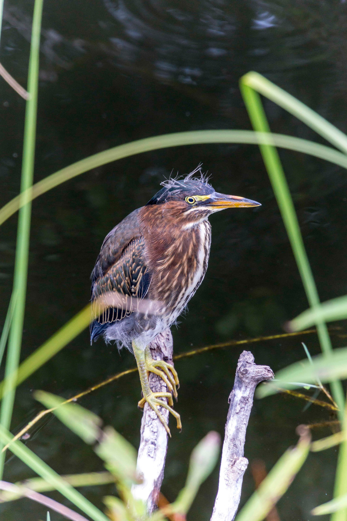 Green Heron - Everglades, United States