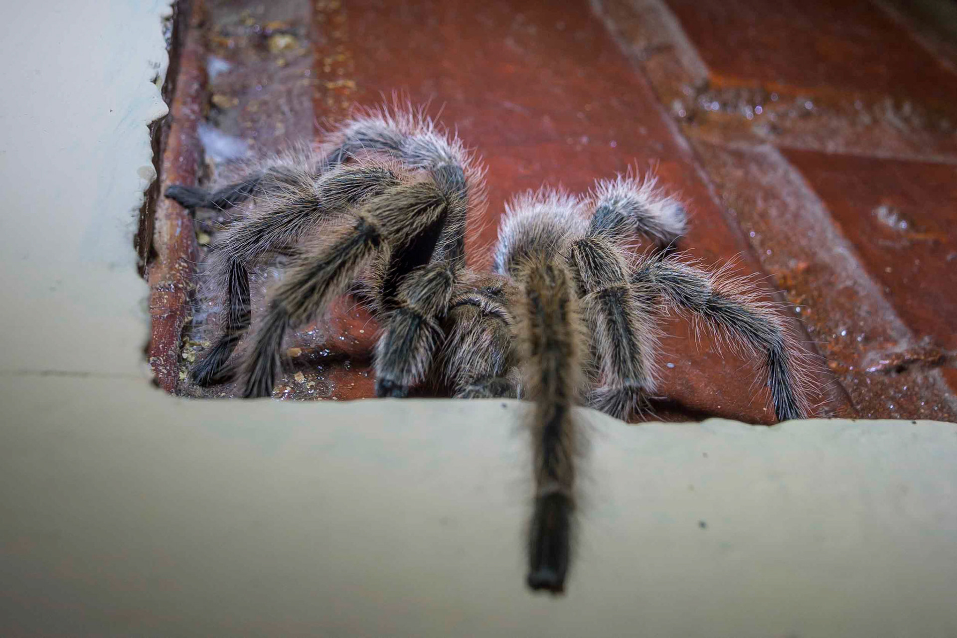 Tarantula - La Campana, Chile