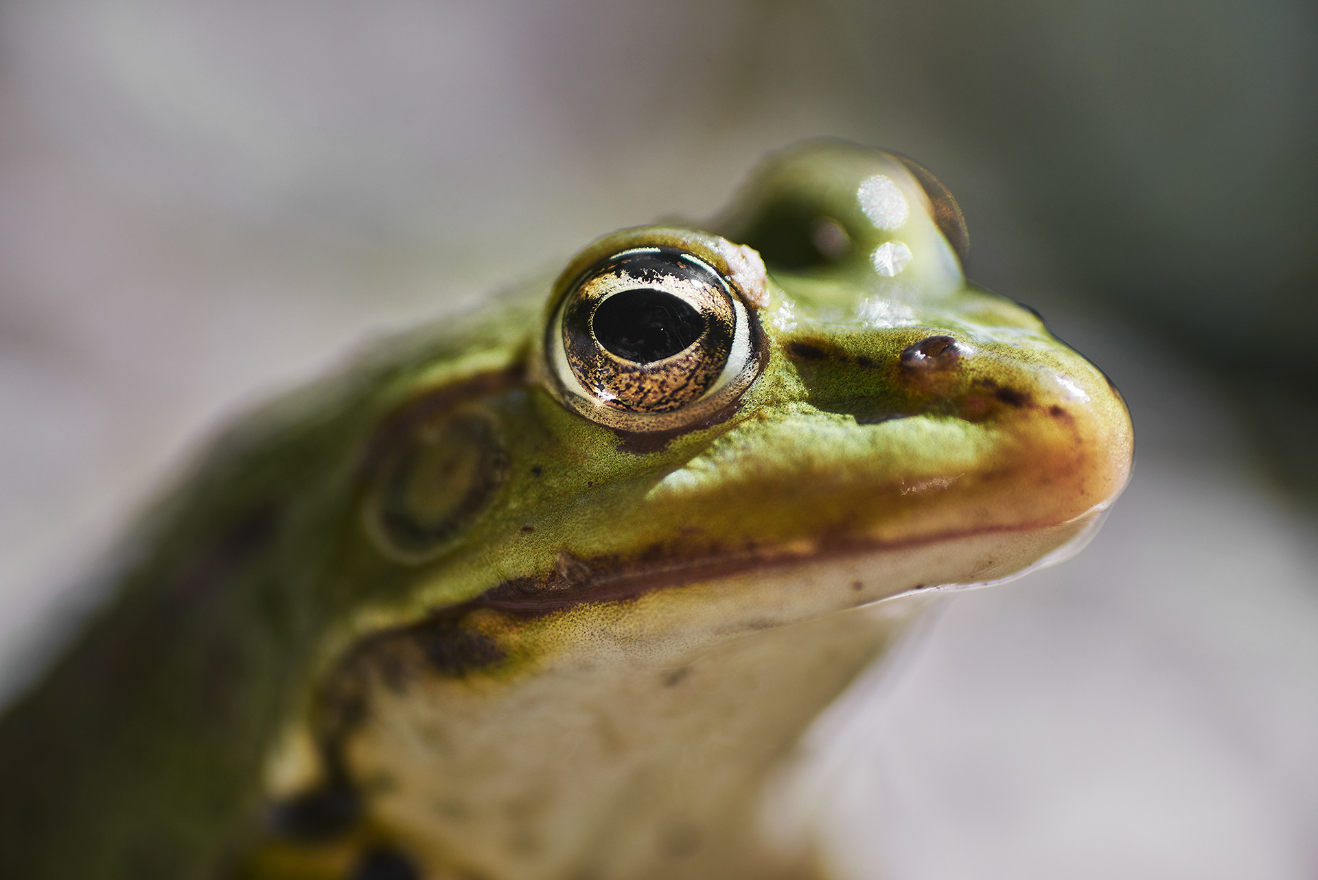 Frogs have got или has got big eyes. A frog has или have. A frog has got a big eyes перевод на русский язык. A frog has got big eyes. Have got has got вопросы упражнения.