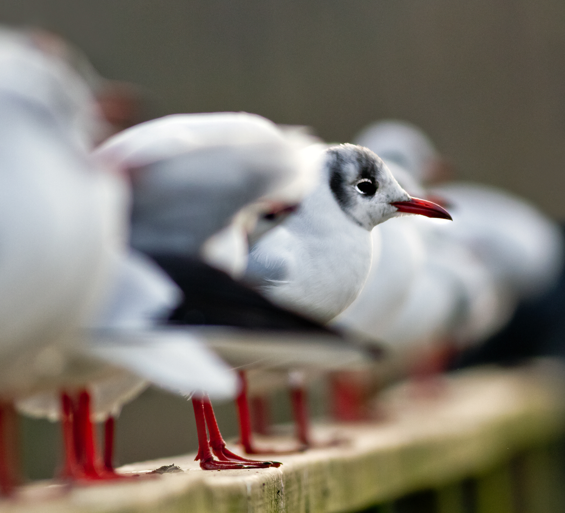 Black Headed Gull at Roost