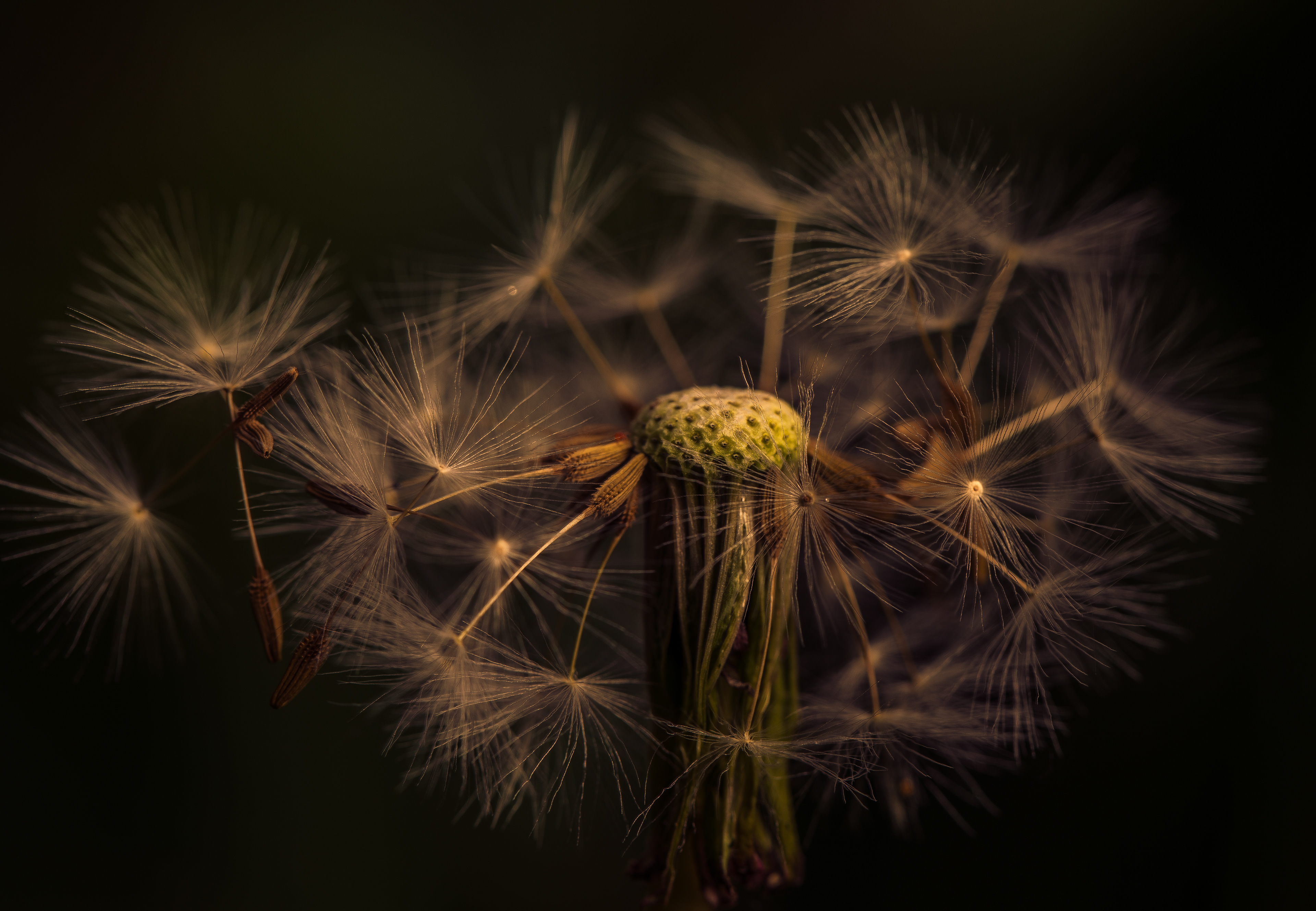 Dandelion Seed Head