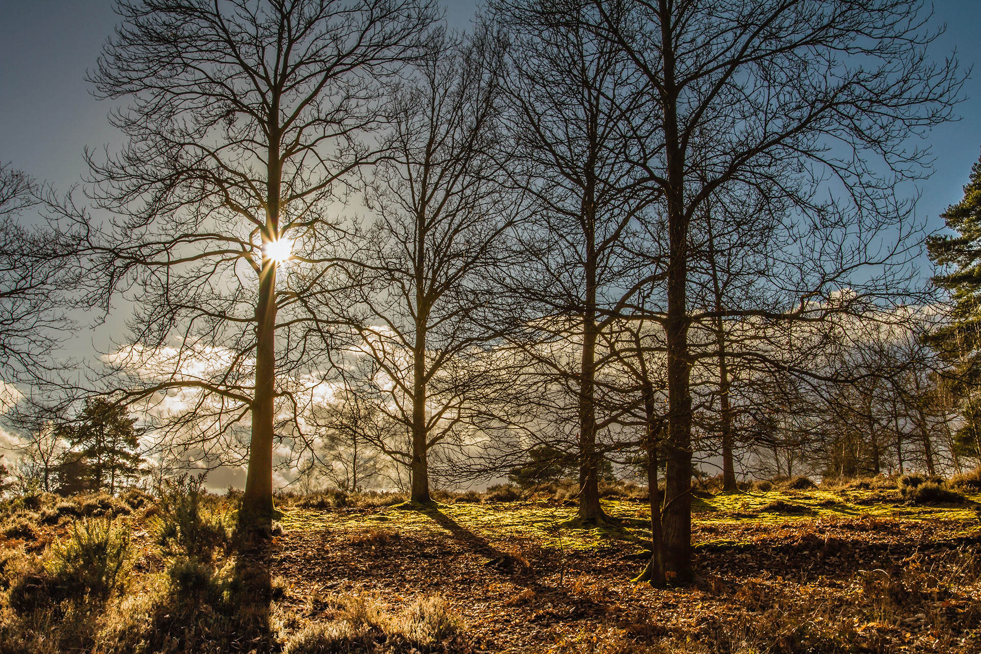 Winter Sunset