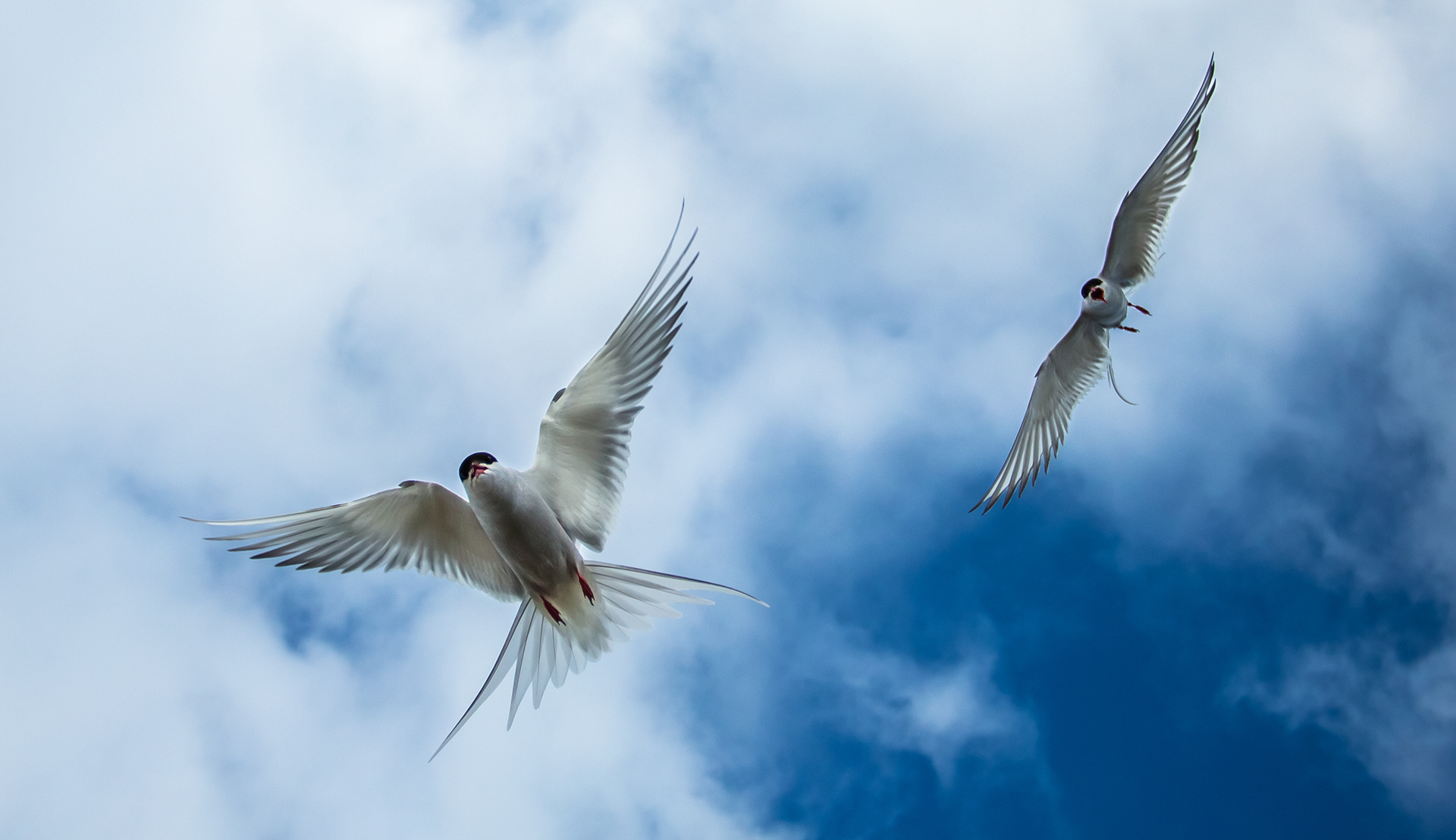 Arctic Tern