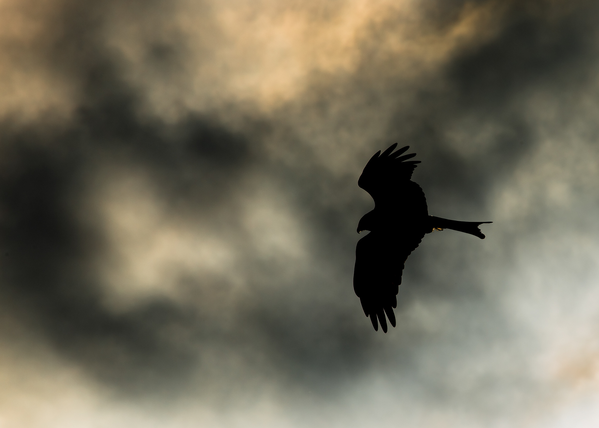 Red Kite and Gloomy Sky