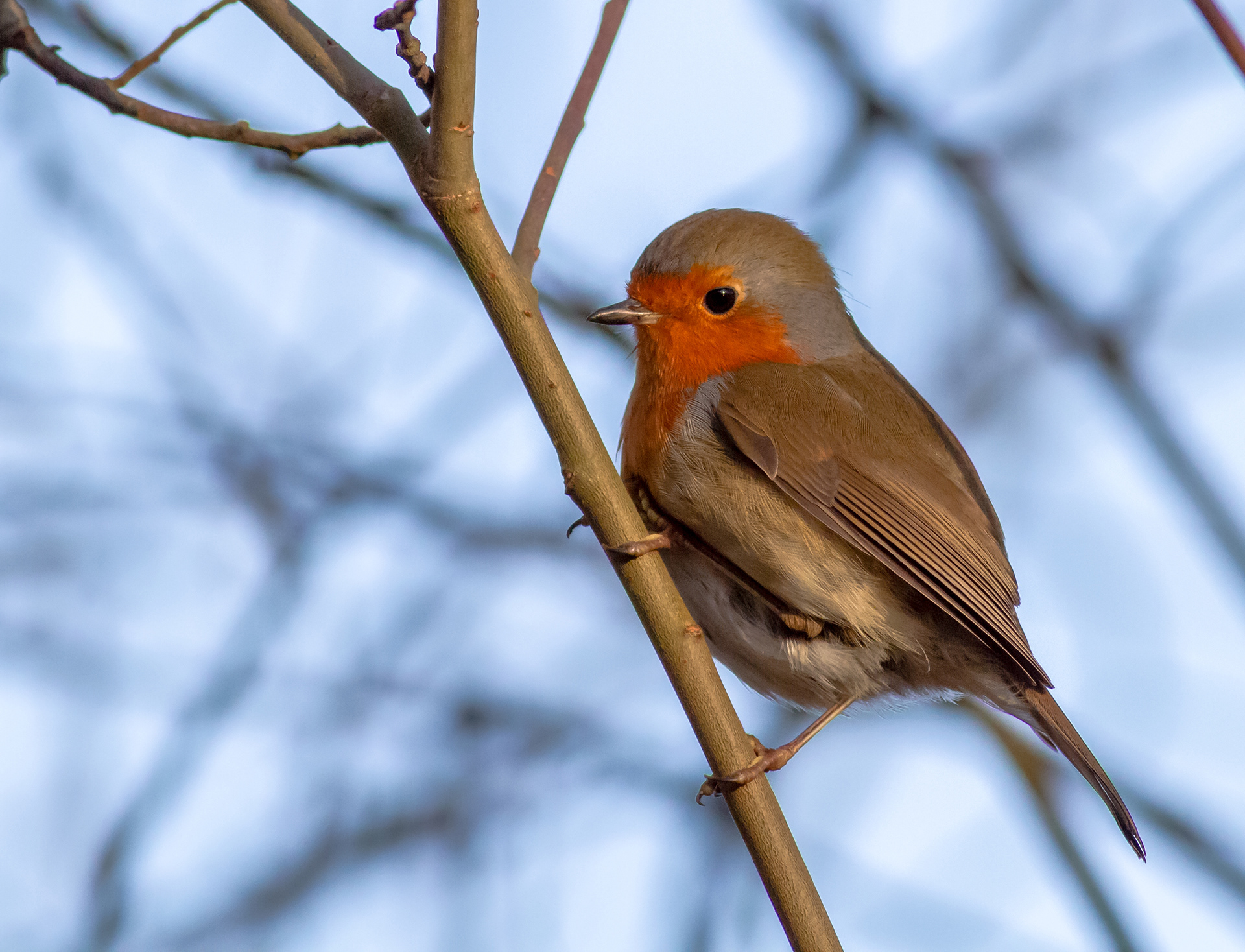 Robin - Simple Portrait