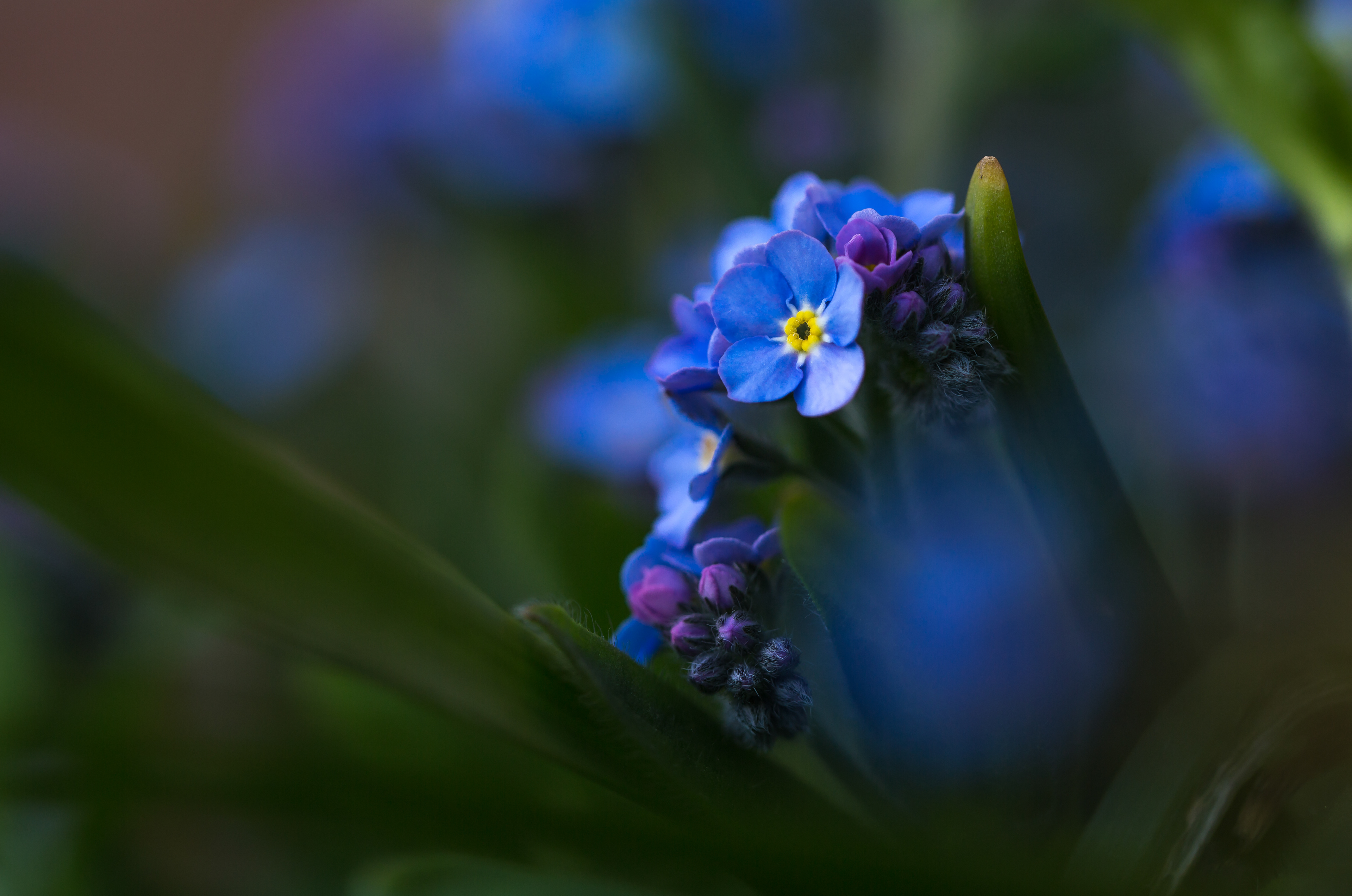 Forget-Me-Not