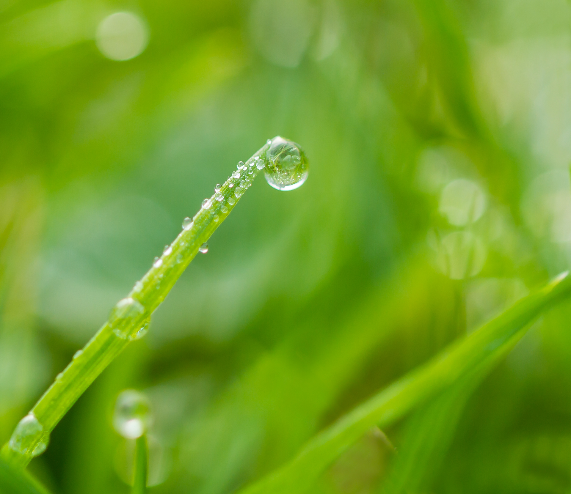 Dew and Grass