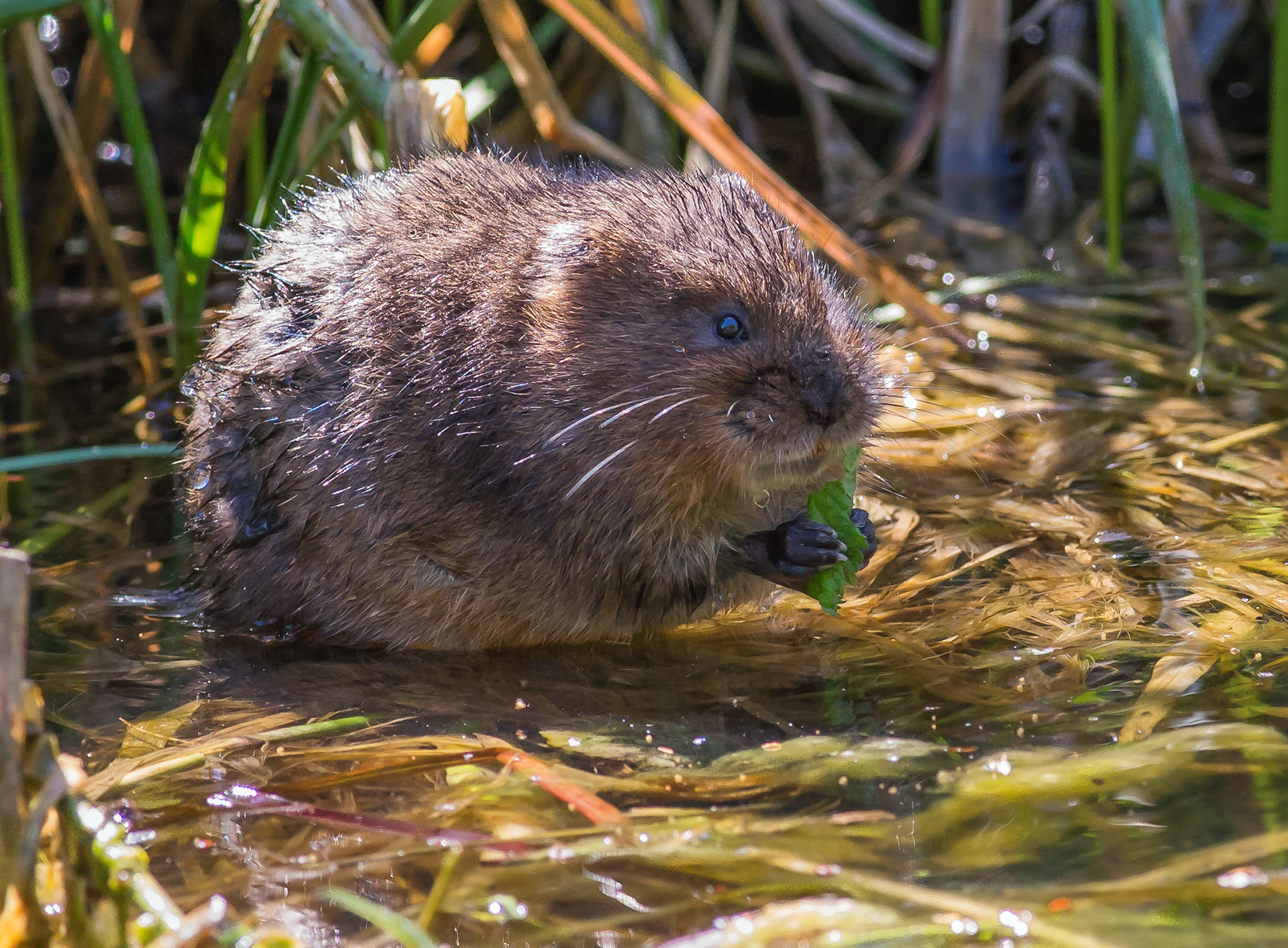 Water Vole
