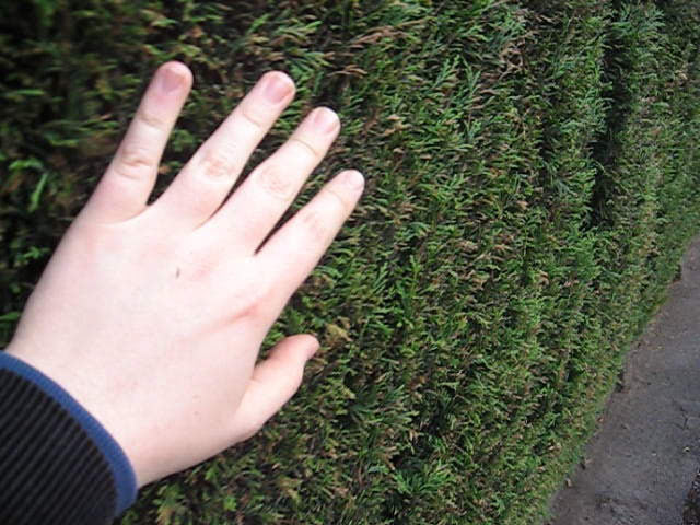 Hedge. Credit: Philip J Nicholson (CC BY-NC-ND)