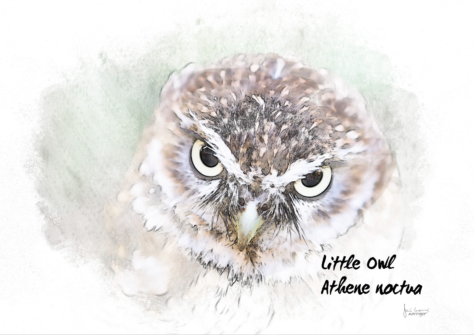 Little owl (Athene noctua)
