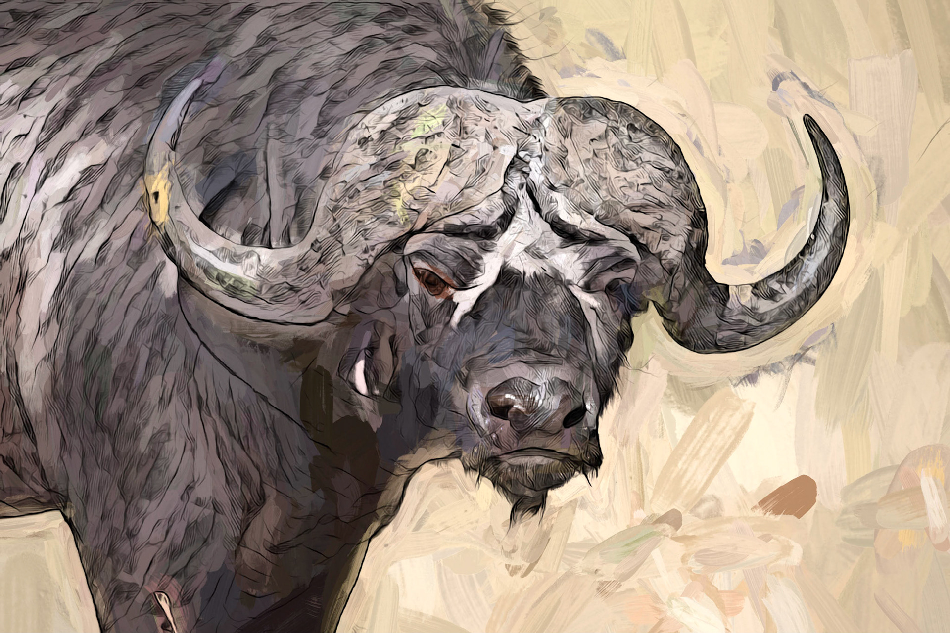African buffalo (Syncerus caffer)