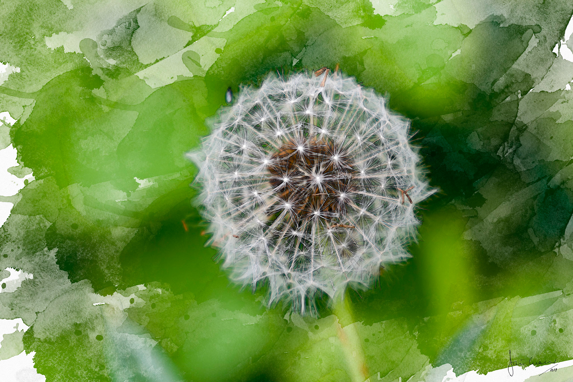 Dandelion (Taraxacum officinale)