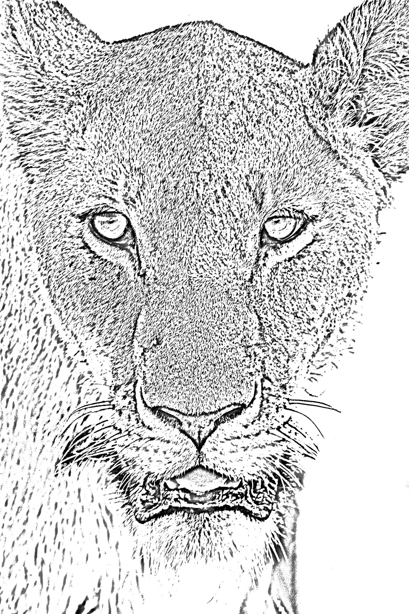 Lion (Female, Panthera leo)