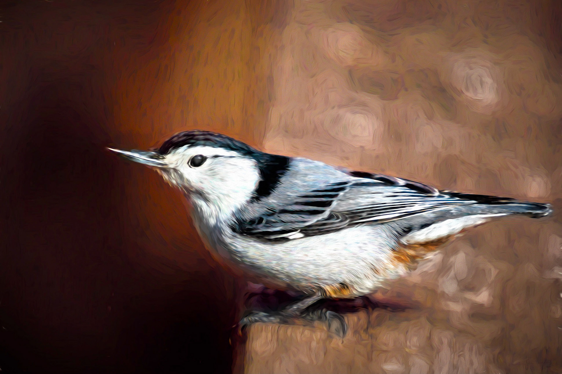 White-breasted Nuthatch (Sitta carolinensis)