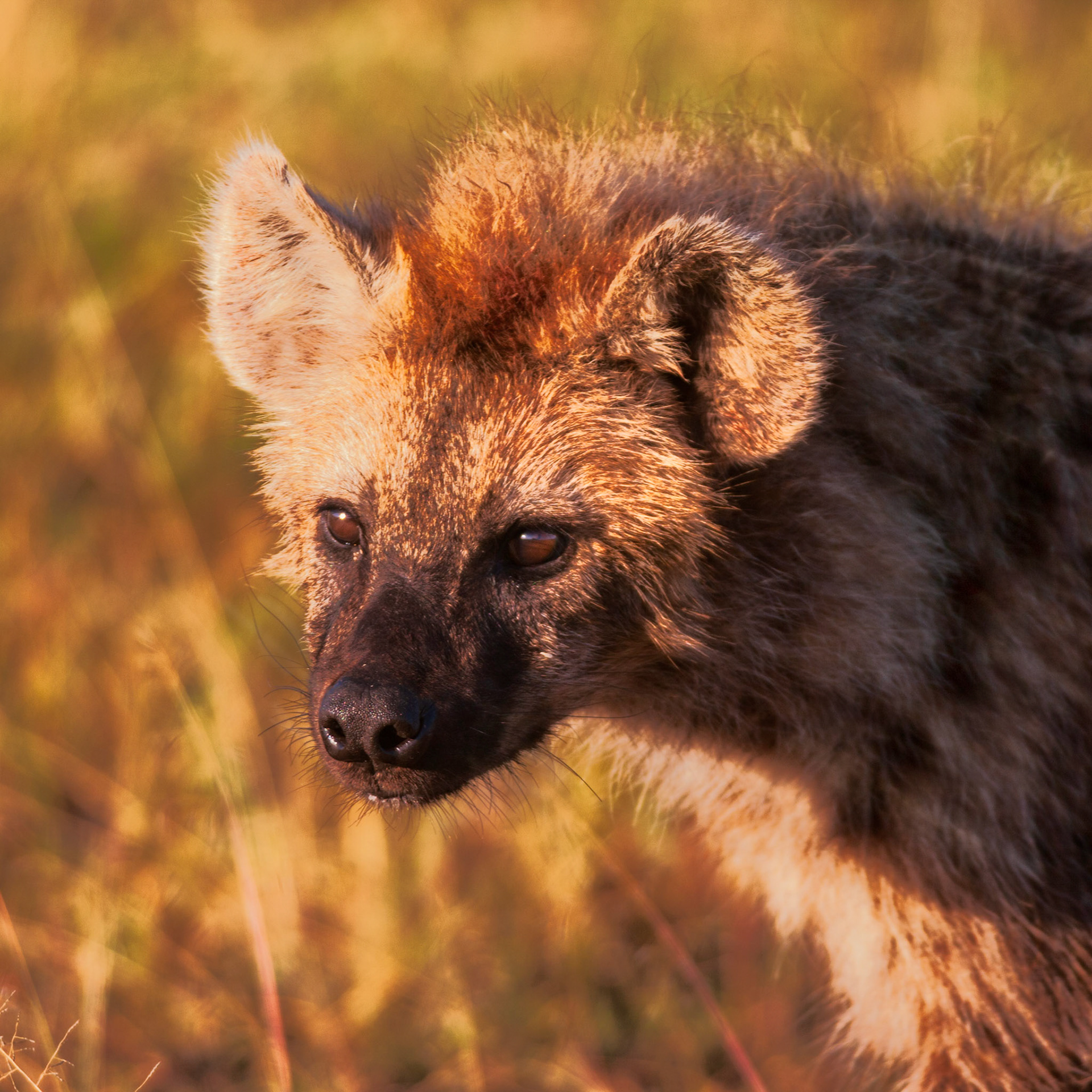 Spotted Hyena (Crocuta crocuta)