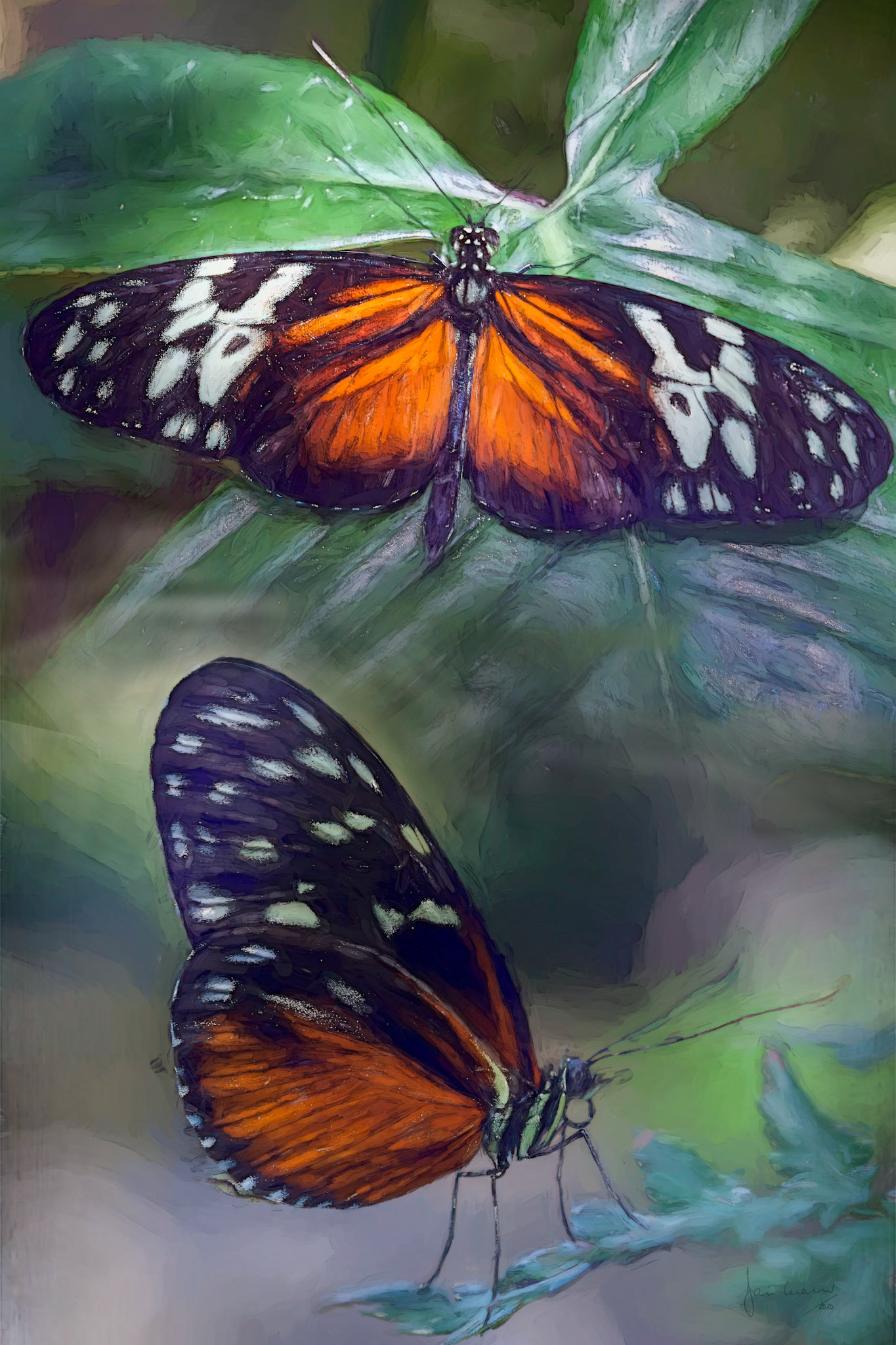 Tiger longwing butterfly  (Heliconius hecale)