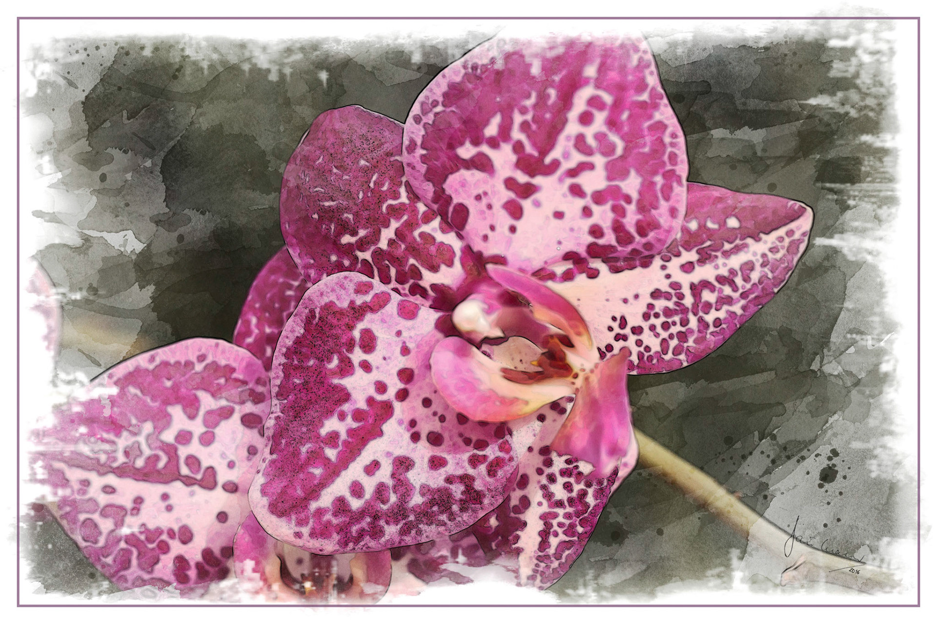 Orchid cultivar "Miss Cuba"