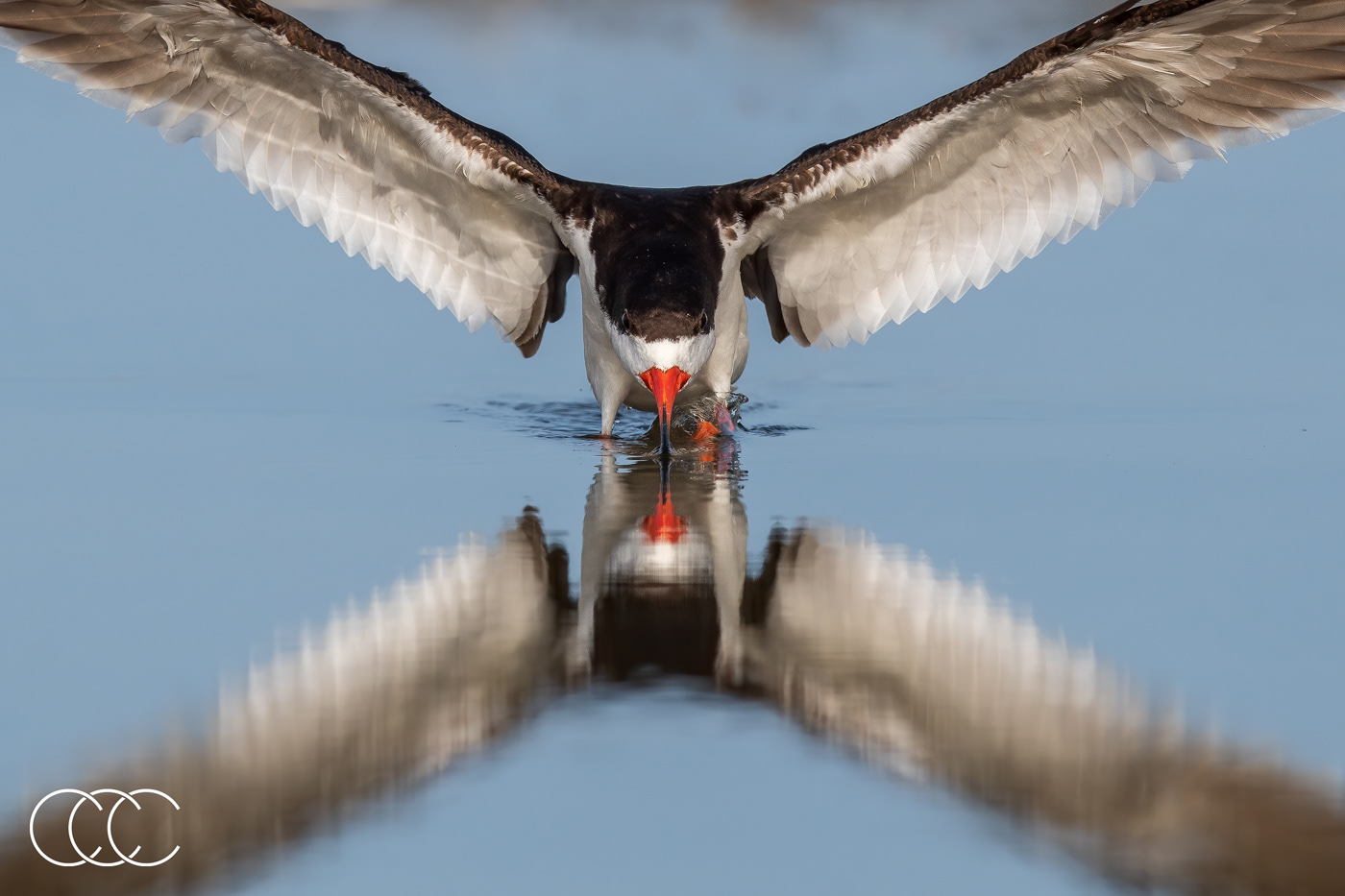 black skimmer (rynchops niger), fl, usa