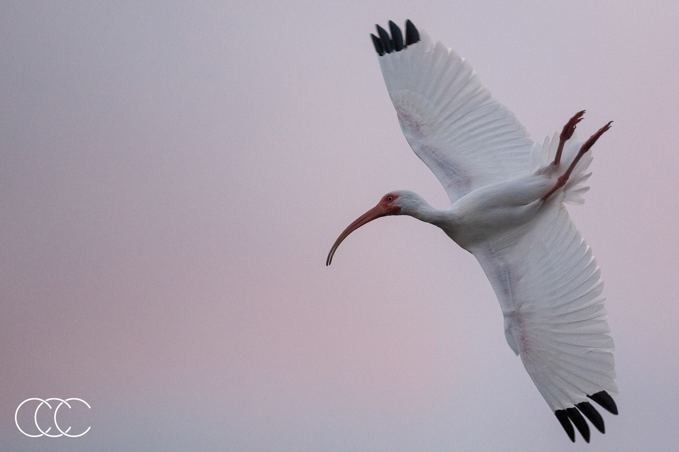 american white ibis (eudocimus albus), fl, usa