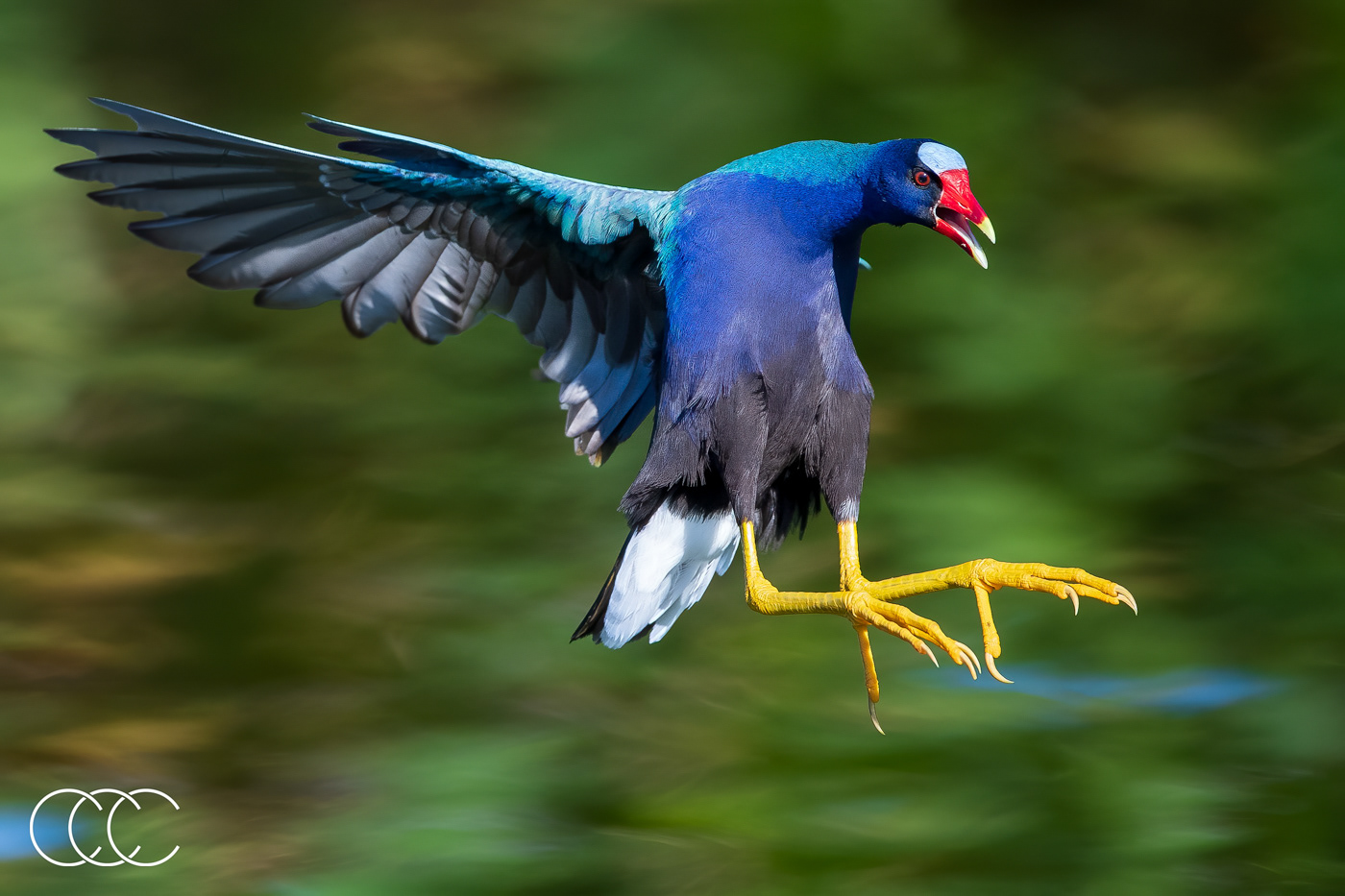 purple gallinule (porphyrio martinicus), fl, usa