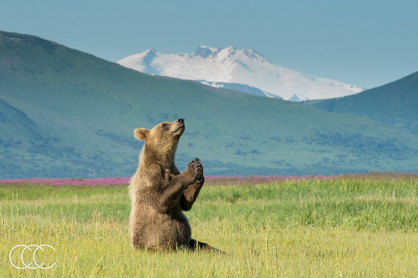 brown bear (ursus arctos), ak, usa
