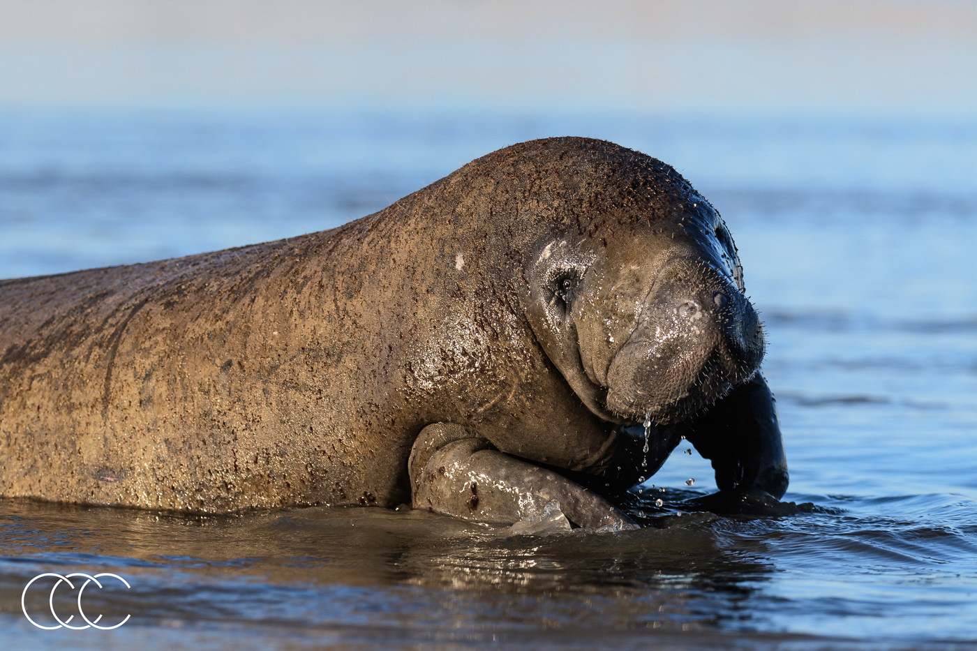 west indian manatee (trichechus manatus), fl, usa