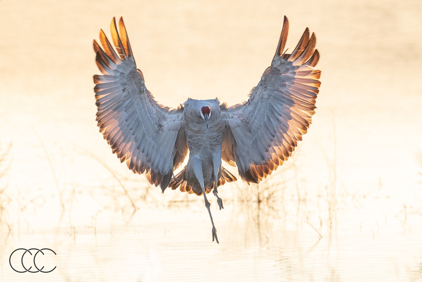 sandhill crane (antigone canadensis), nm, usa