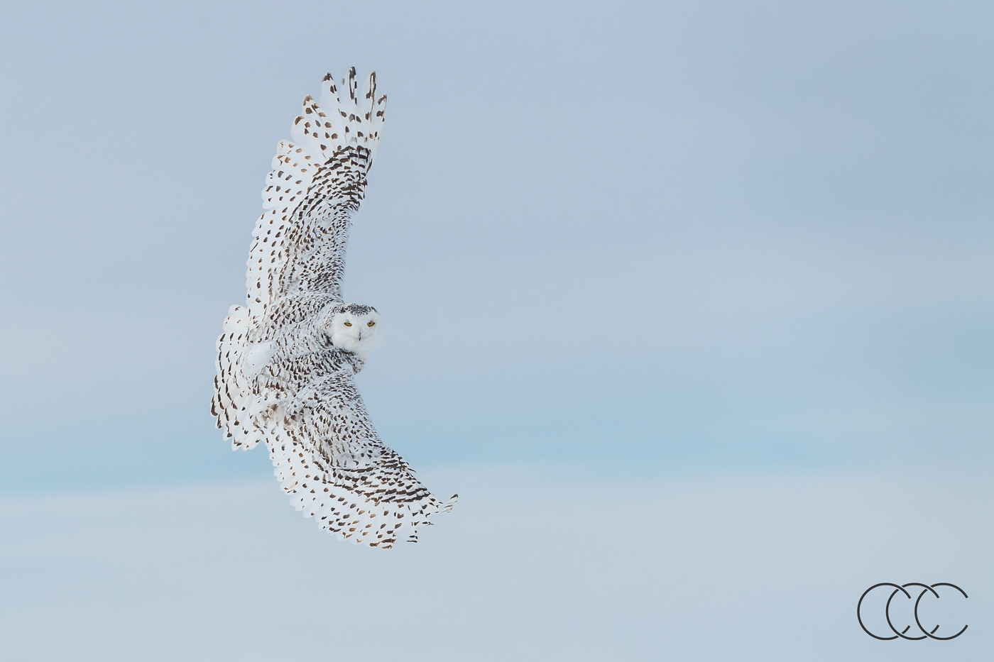 snowy owl (bubo scandiacus), on, canada