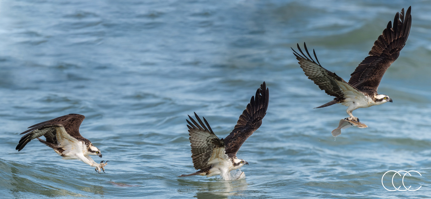 osprey (pandion haliaetus) and summer flounder (paralichthys dentatus), fl, usa