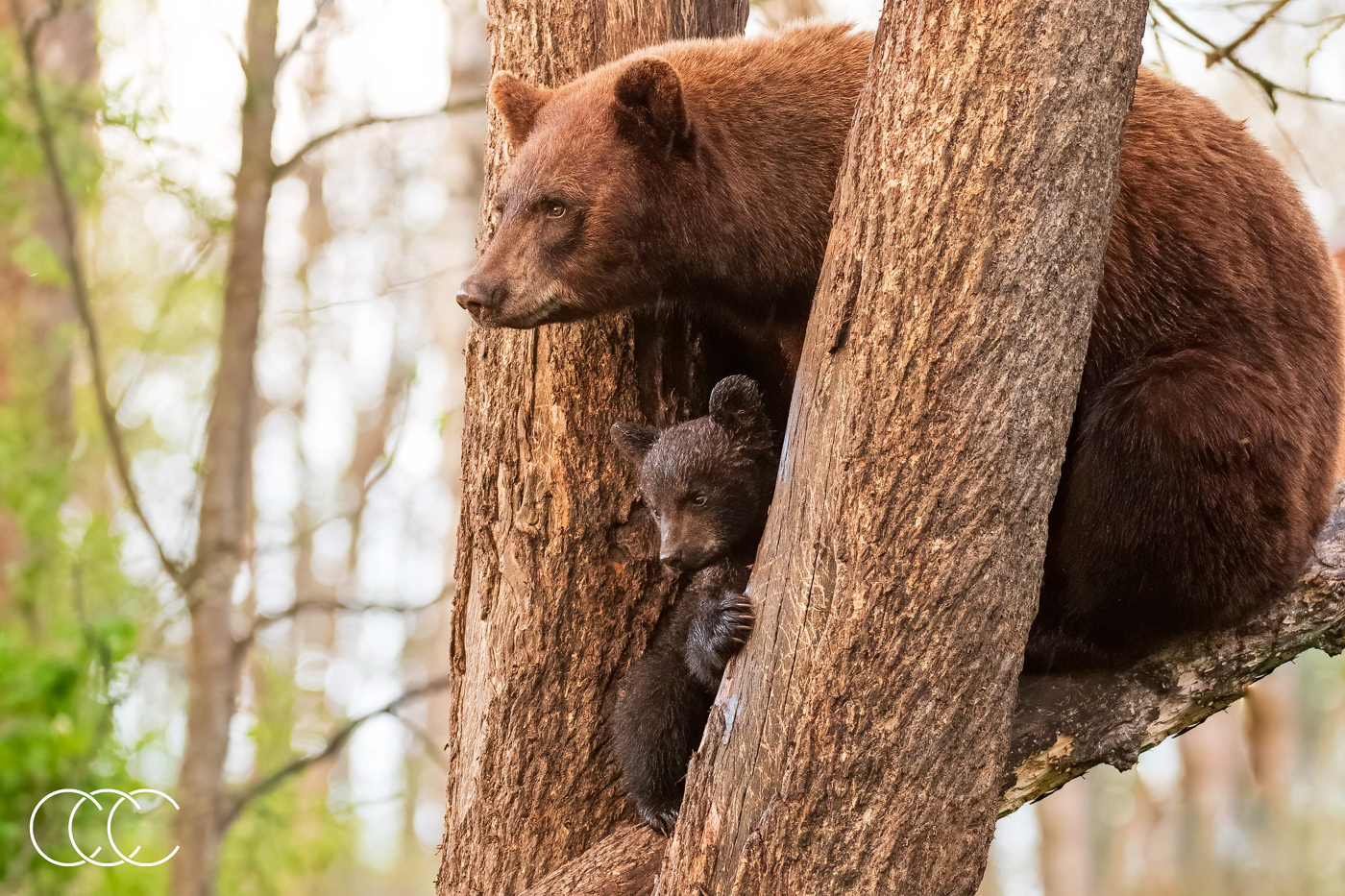 american black bear (ursus americanus), mn, usa