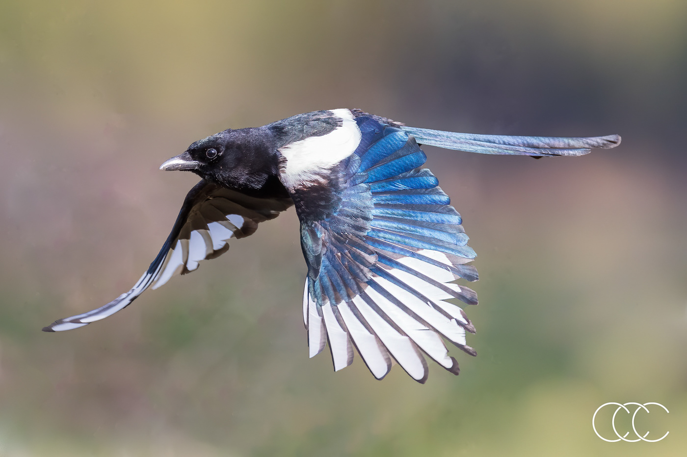 black-billed magpie (pica hudsonia), co, usa