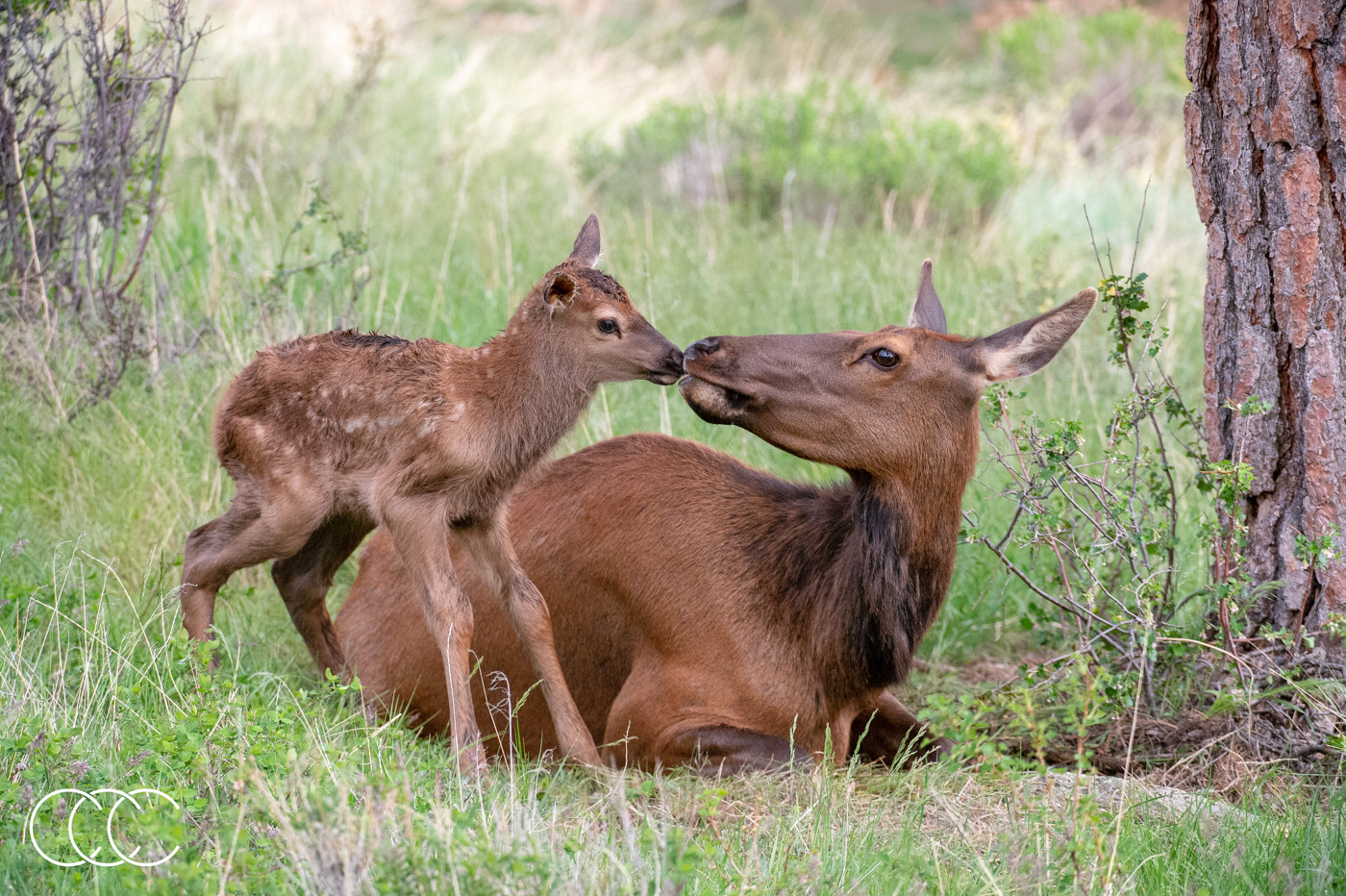 elk (cervus canadensis), co, usa