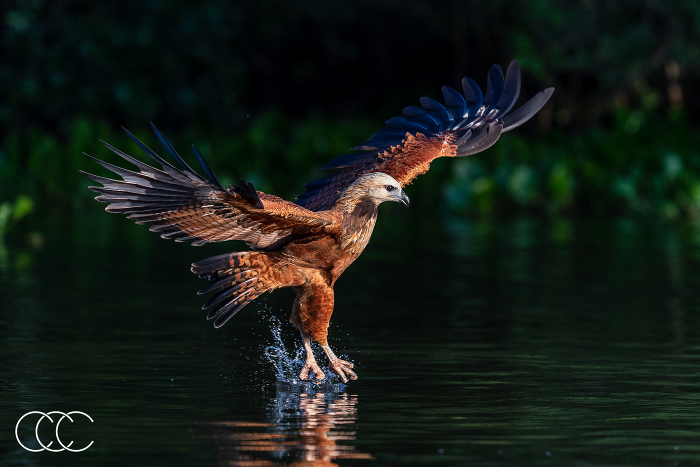 black-collared hawk (busarellus nigricollis), brazil