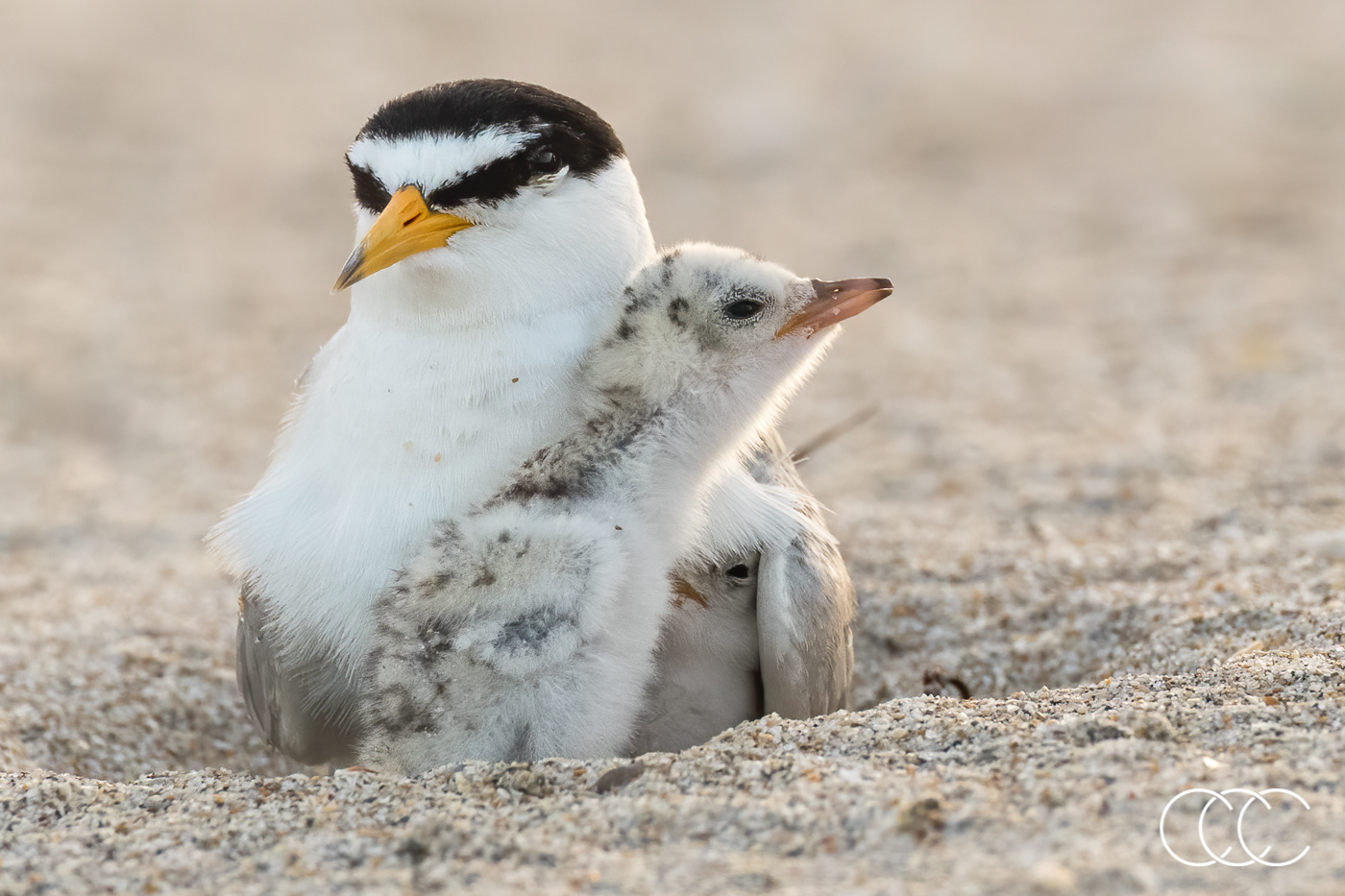 least tern (sternula antillarum), fl, usa