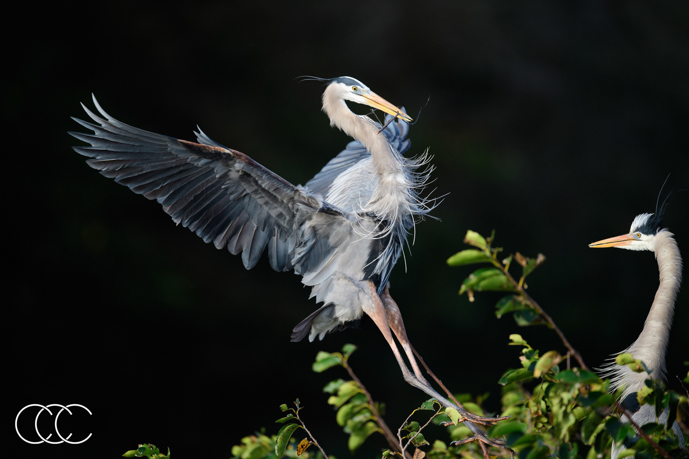 great blue heron (ardea herodias), fl, usa