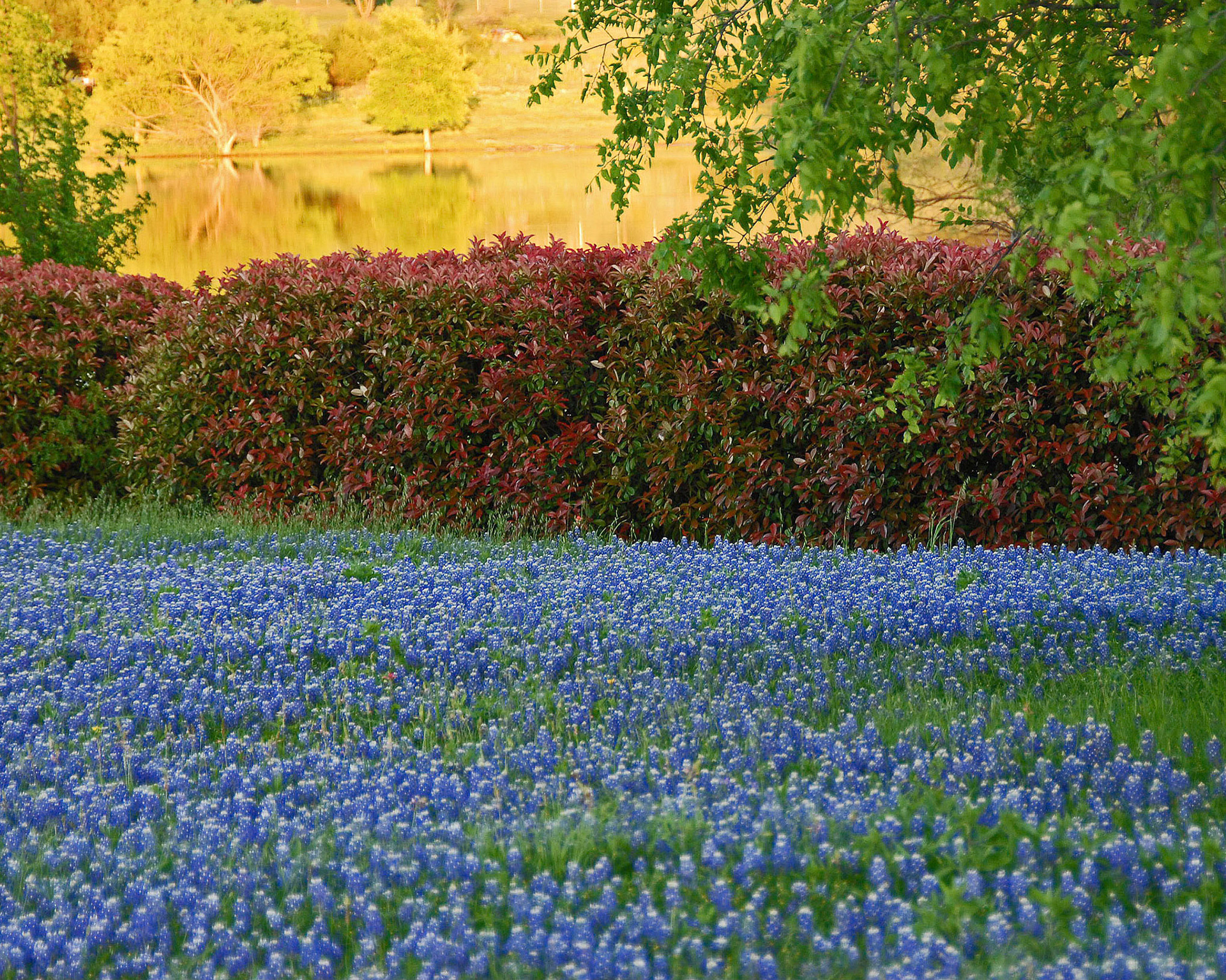 Bluebonnets