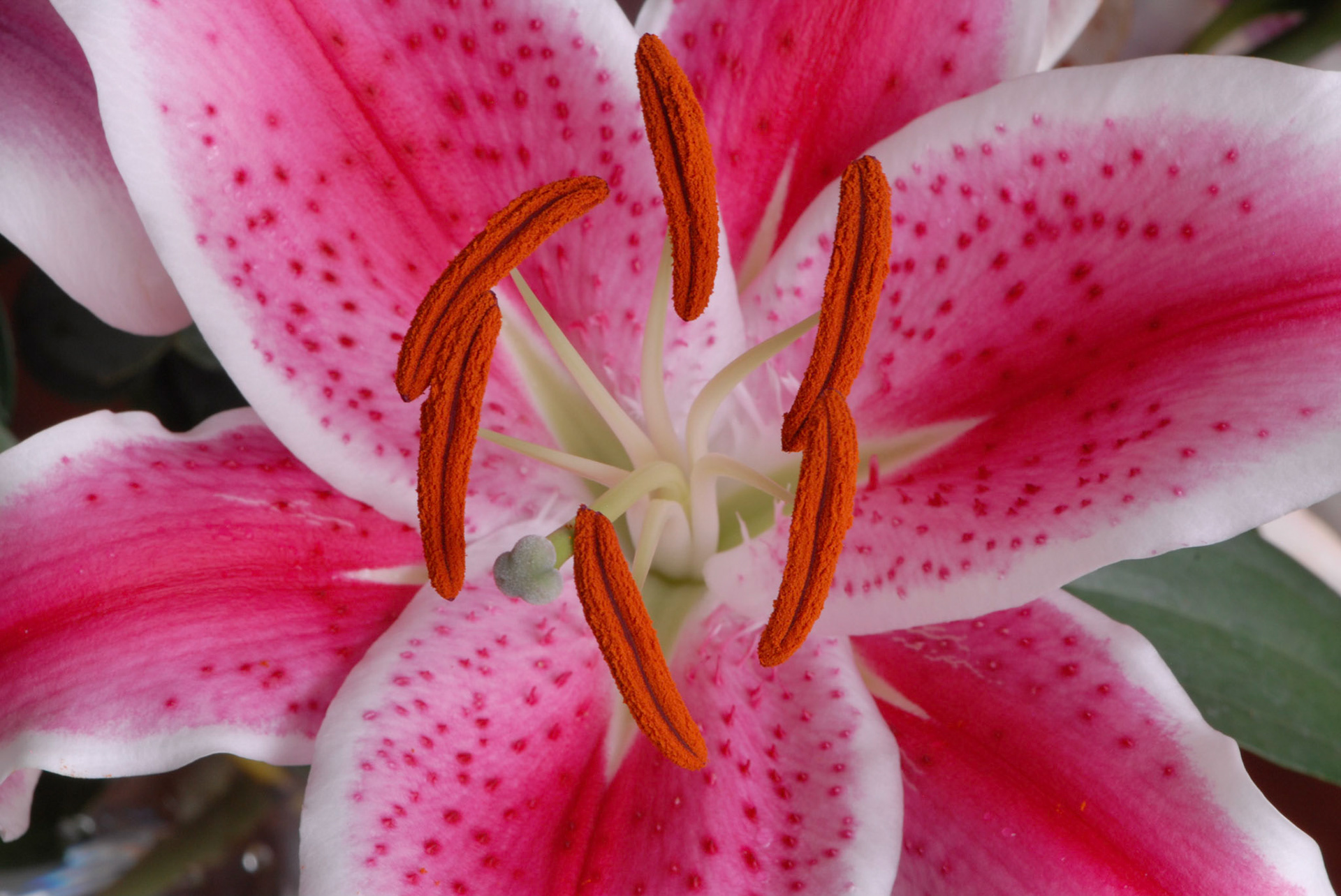 Stargazer Lilly