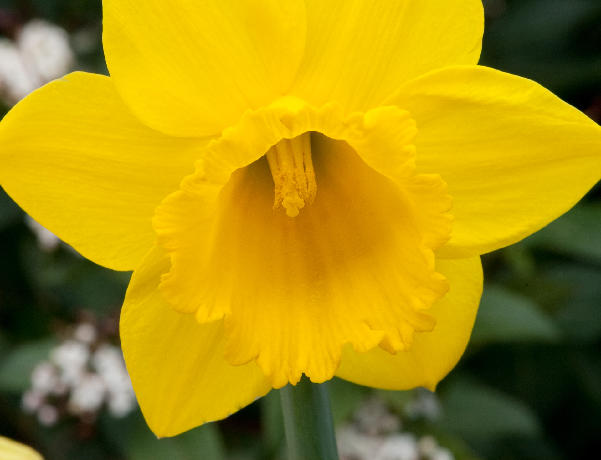 Daffodil