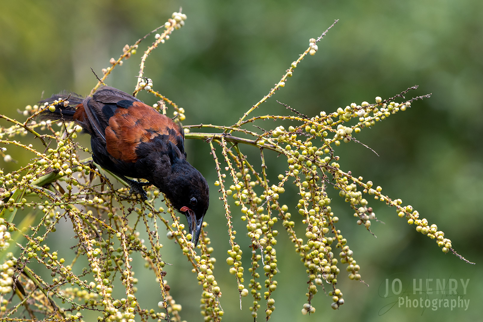 Saddleback eating seeds