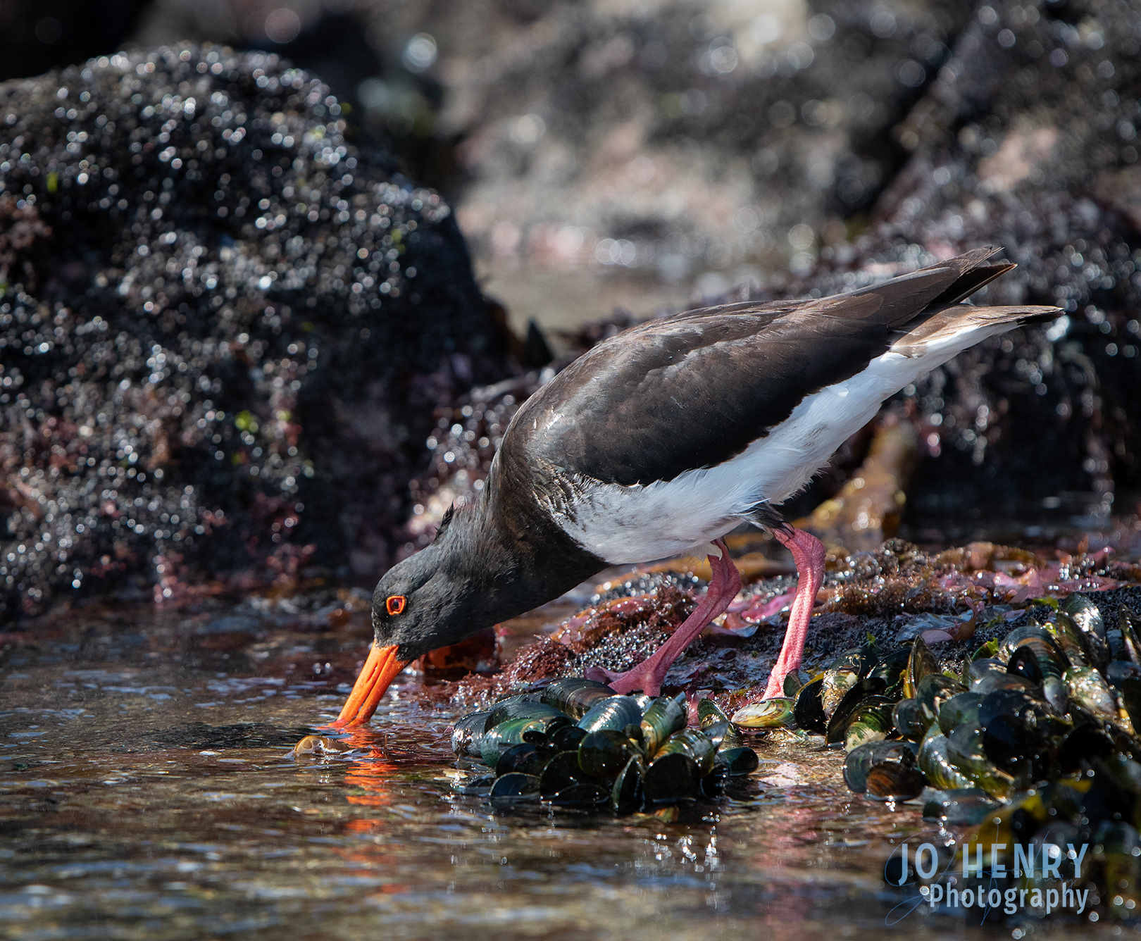 Oyster Catcher