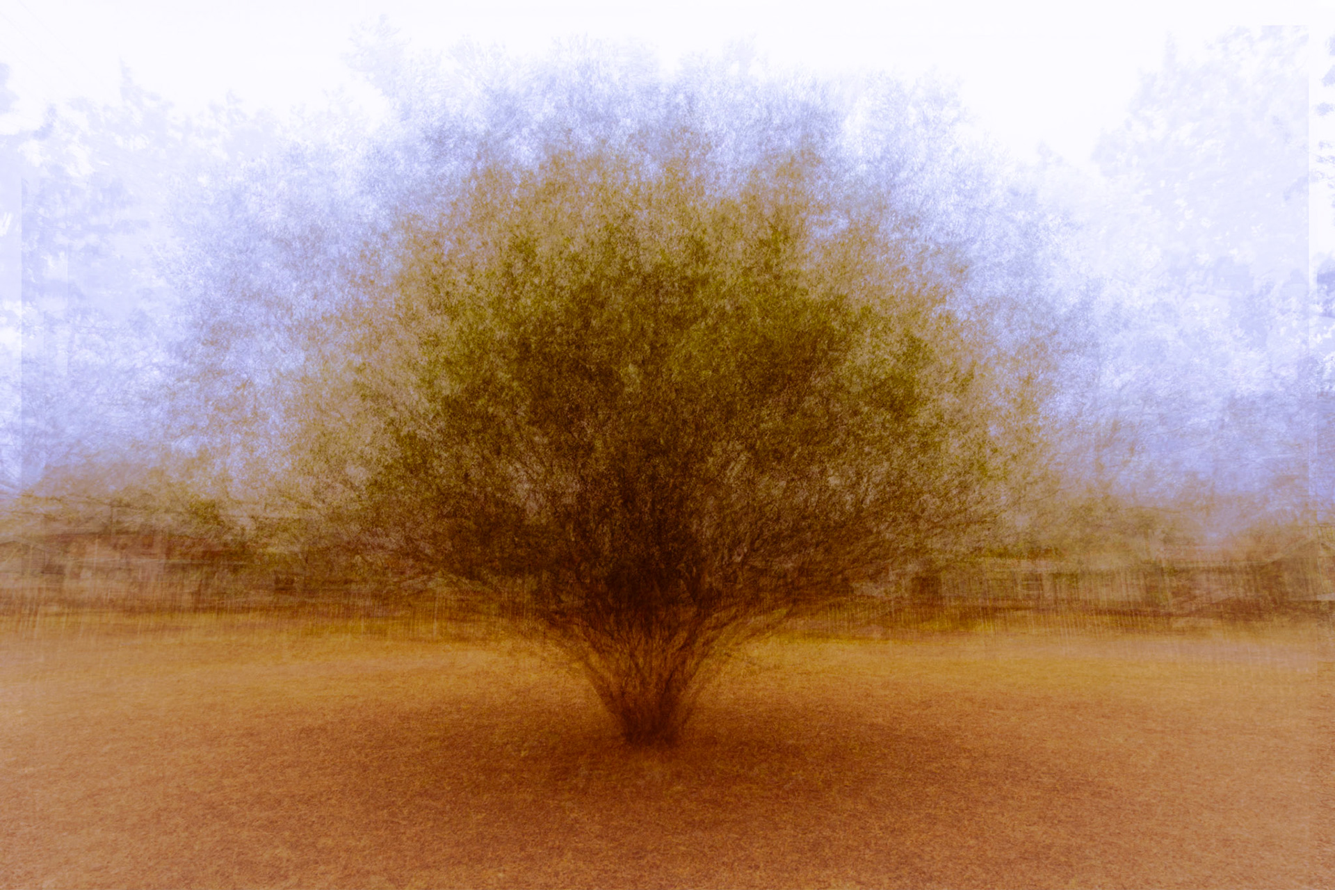 A suburban bush - The Island, Sedgefield