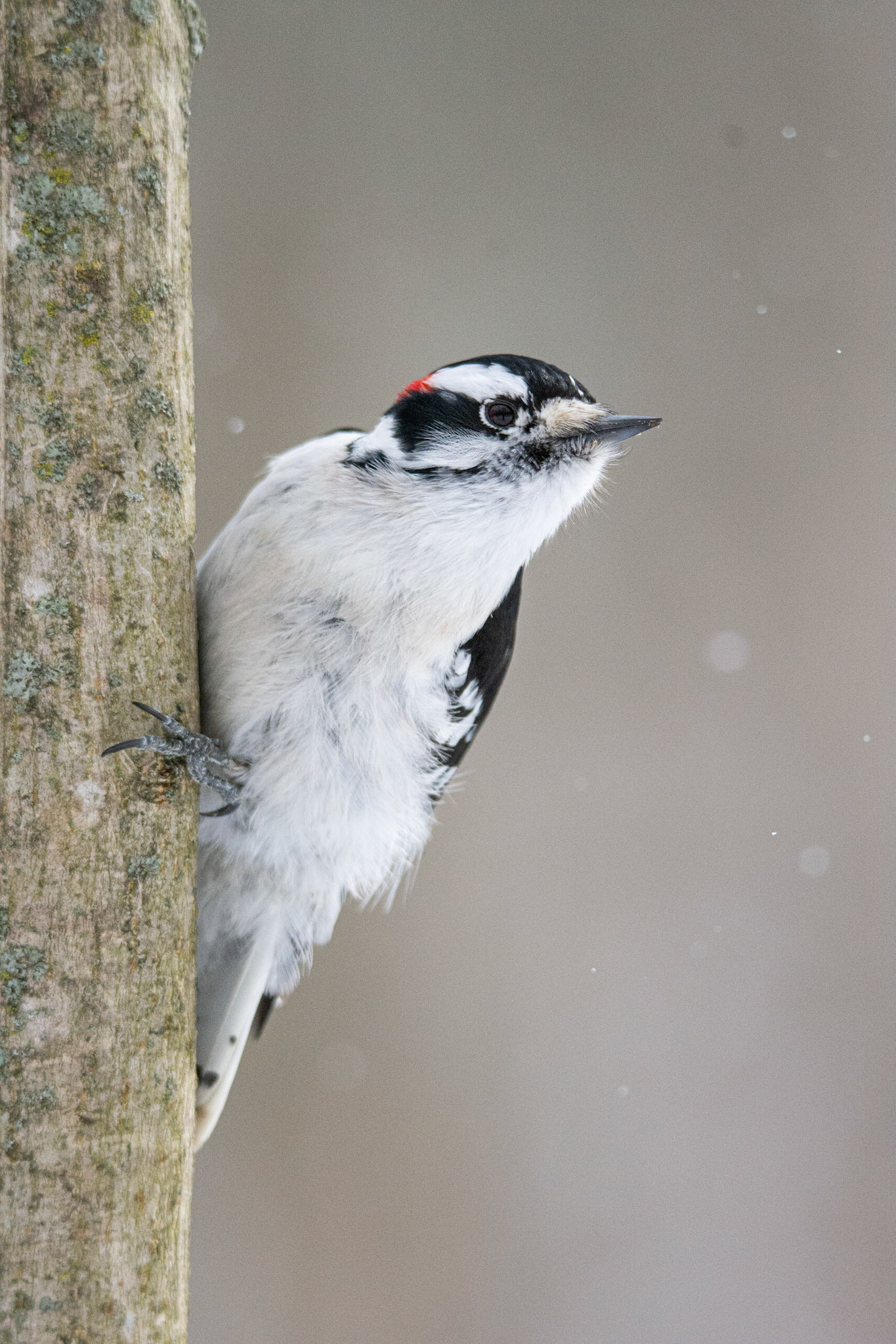 Downy Woodpecker - Kingston, Canada
