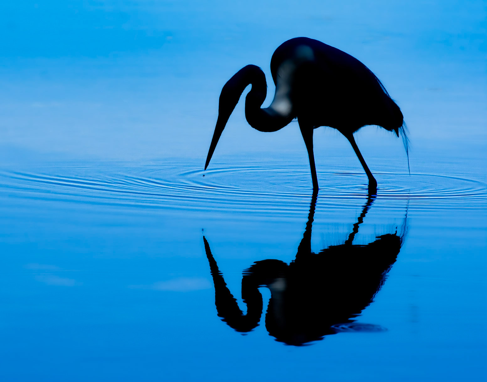 Great Egret - Yelapa, Mexico