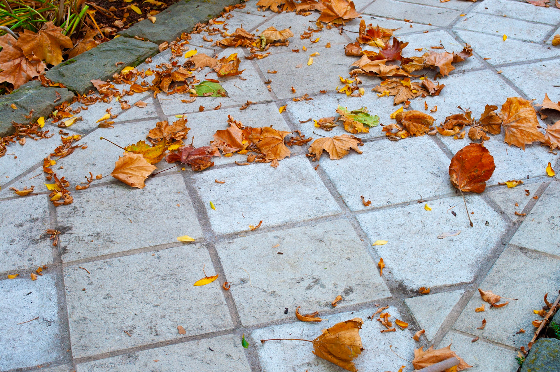 Path: Detailed walkway leading up to a front door, capturing the randomness of the leaves scattered on the ordered pattern of the walkway, 20201011, Harrison Blvd, MILLER, I enjoy this time of year and this particular street very much and capturing the colors. Camera Settings: Nikon D5000 ISO 200, 40mm f/10, 1/40s