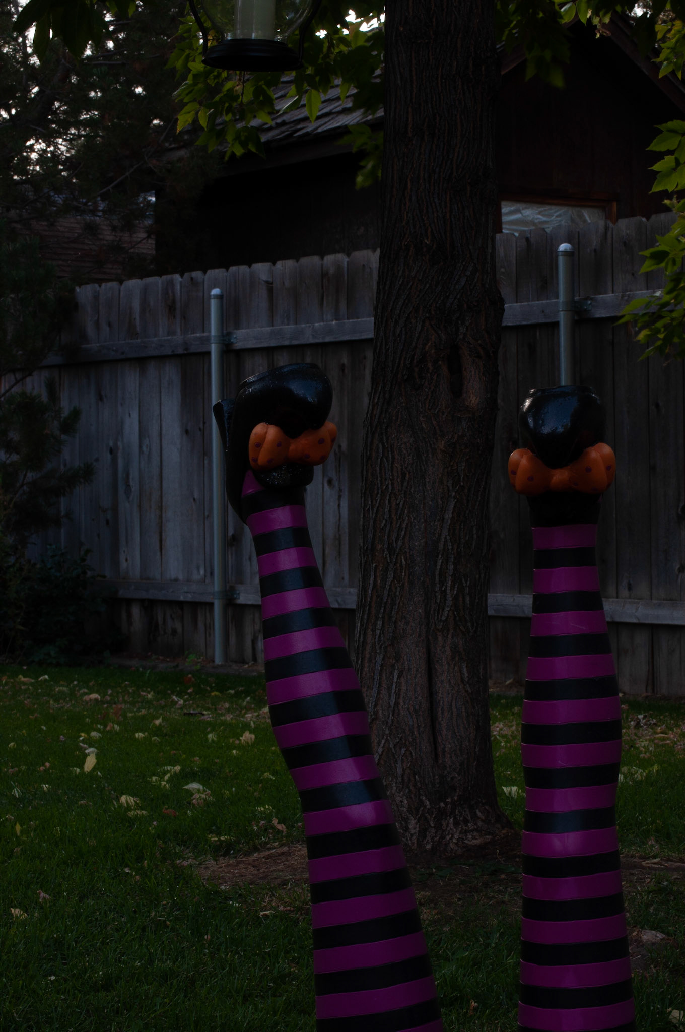 This was witch legs shot at 1/25s F16 and ISO 200, Still shot to show depth, 20200926, Backyard, Miller, This was too dark. The tree becomes the focal point of this shot because of the darkness of the photo when adjusting my ISO/F/Shutter speed. I continued to adjust to see what changed in the photograph. Camera Settings: Nikon D500, ISO 200, 55mm, f/16, 1/25s