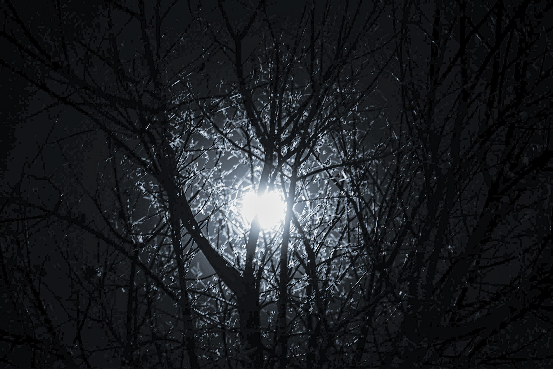 Framing: Blue Moon, shining through our tree that has almost lost all of its leaves, 20201031, Our front yard in Mountain Home, ID, MILLER, We were sitting outside passing out candy on Halloween, waiting to also capture the blue moon. After taking the shot, I felt the glow of the moon set a natural frame to the photo drawing you into the center of the picture. I didn't want to go too high on my ISO setting to reduce as much grain as I could. I shot on bulb mode playing with the amount of moonlight I exposed to the shot. Camera Settings: Sony A7 II, ISO 200, 105mm, f4, 6s